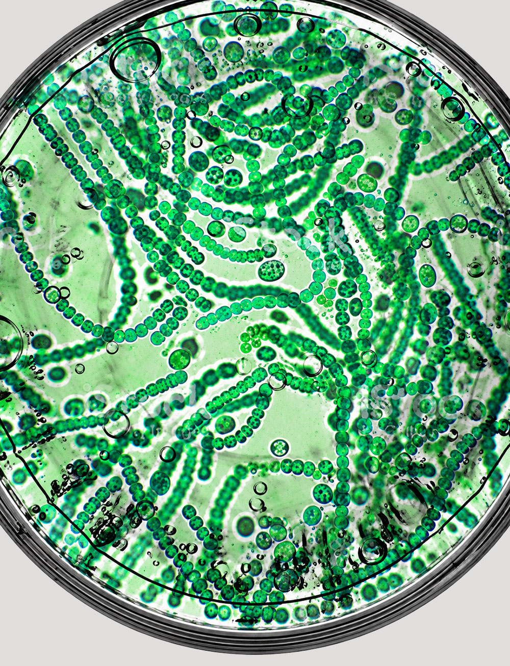 green-petri-p